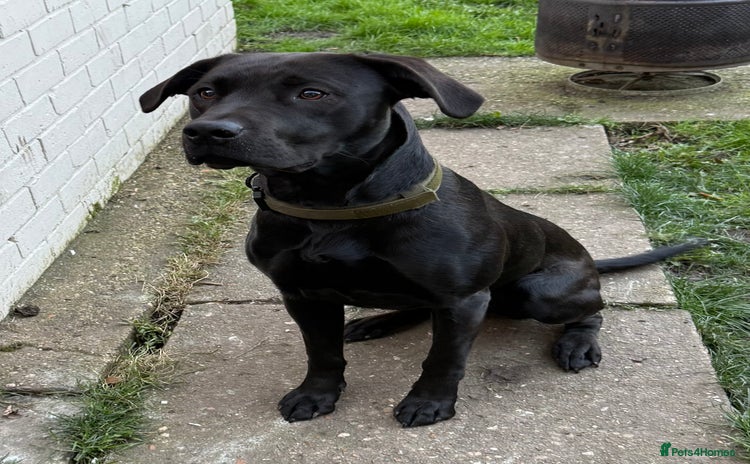 Mixed Breed dogs - Advert 1