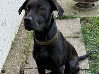 Mixed Breed dogs - Advert 1