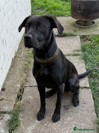 Mixed Breed dogs - Advert 1