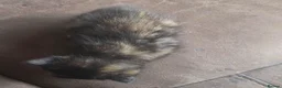 Mixed Breed cats for sale: 6  male cats for sale  - Advert 5