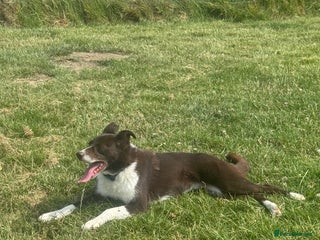 Border Collie dogs - Advert 34