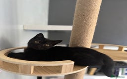 British Shorthair cats for sale: Last charming British shorthairKitten Available - Image 5