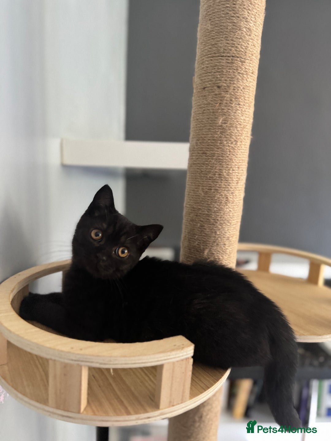 British Shorthair cats for sale: Last charming British shorthairKitten Available - Image 5