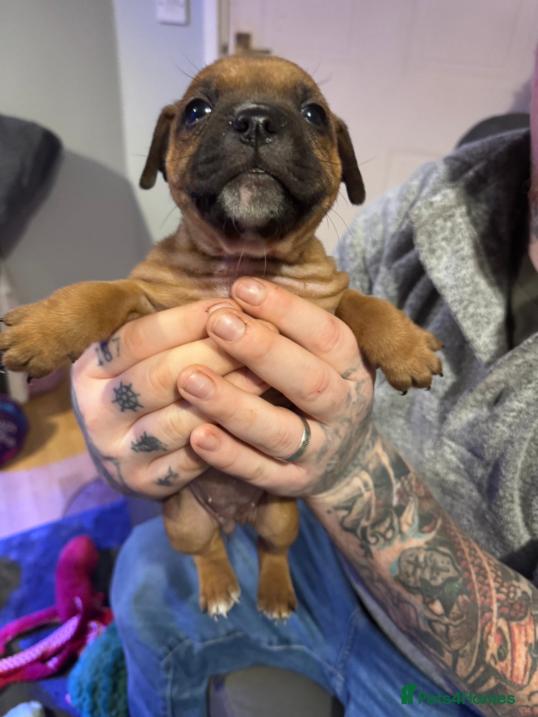Staffordshire Bull Terrier dogs for sale: Stunning Female  Staffy x Pups - Advert 14