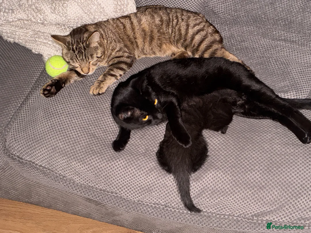 British Shorthair cats for sale: Ozzy.  Gorgeous chocolate brown boy - Advert 2