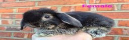 Mini Lop rabbits for sale: 7 stunning mini lops - Advert 4