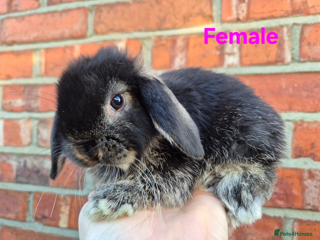 Mini Lop rabbits for sale: 7 stunning mini lops - Advert 4