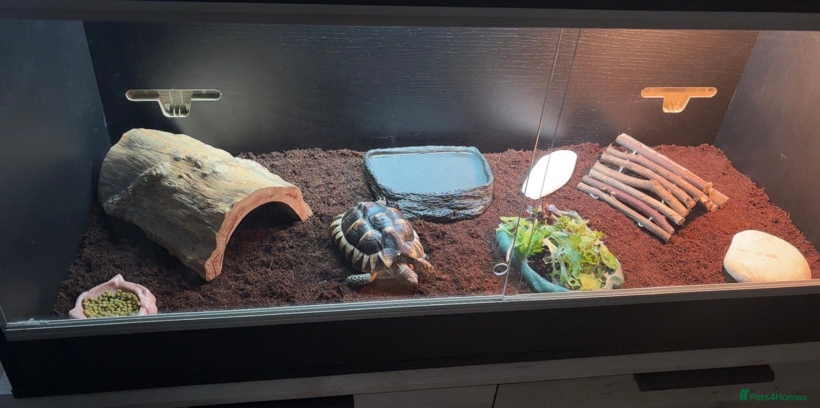 Hermann Tortoise reptiles Herman Tortoise - Advert 3