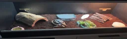 Hermann Tortoise reptiles for sale: Herman Tortoise - Advert 1