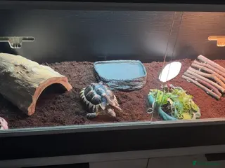 Hermann Tortoise reptiles Herman Tortoise - Advert 2