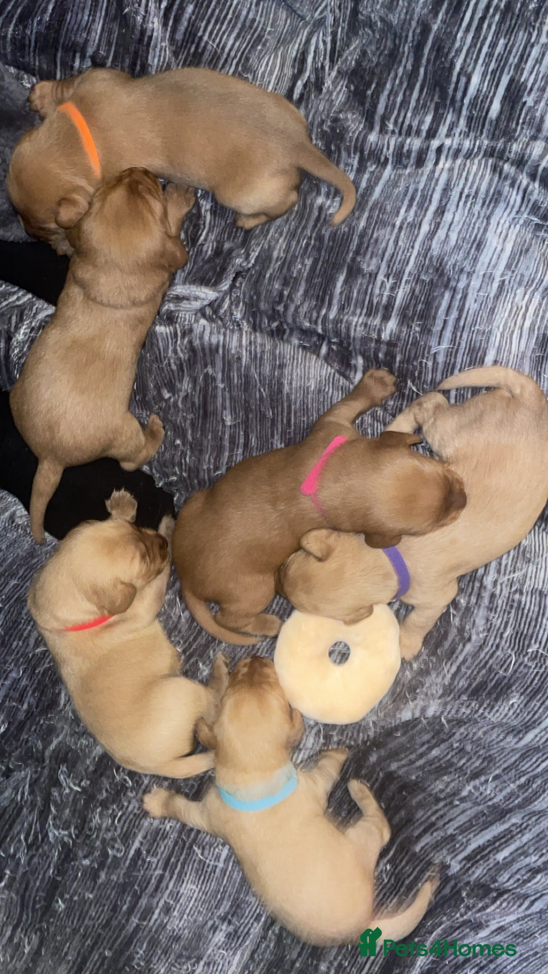 Labradoodle dogs for sale: F1b labradoodle puppies - Advert 4
