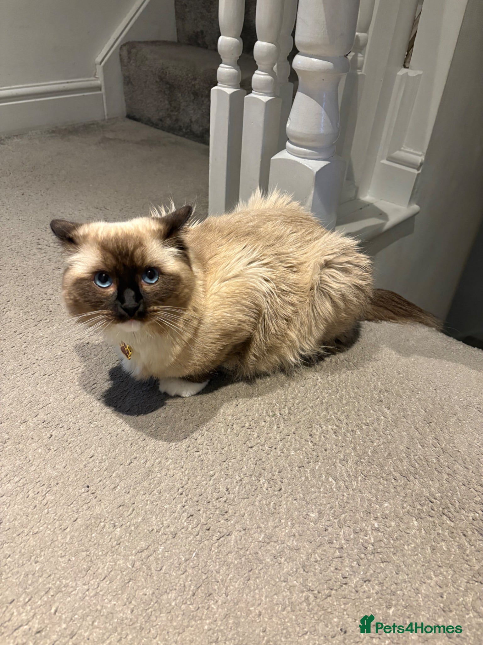 Ragdoll cats Blue Tabby Point Mitted Ragdoll  - Advert 9