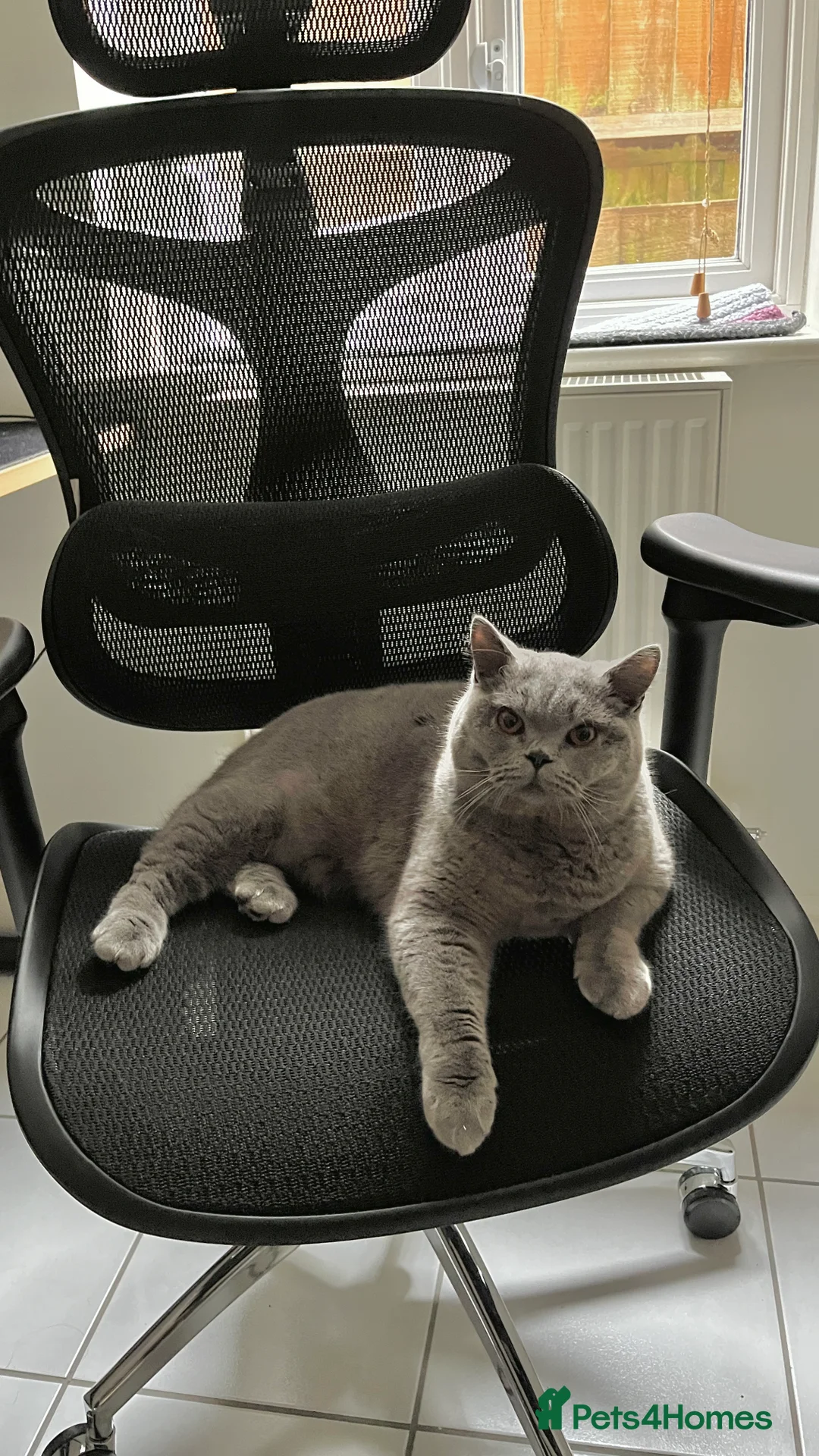 British Shorthair cats for sale: Beautiful BSH looking for a loving home  - Advert 1