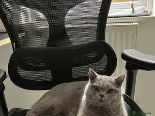 British Shorthair cats Beautiful BSH looking for a loving home - Advert 3