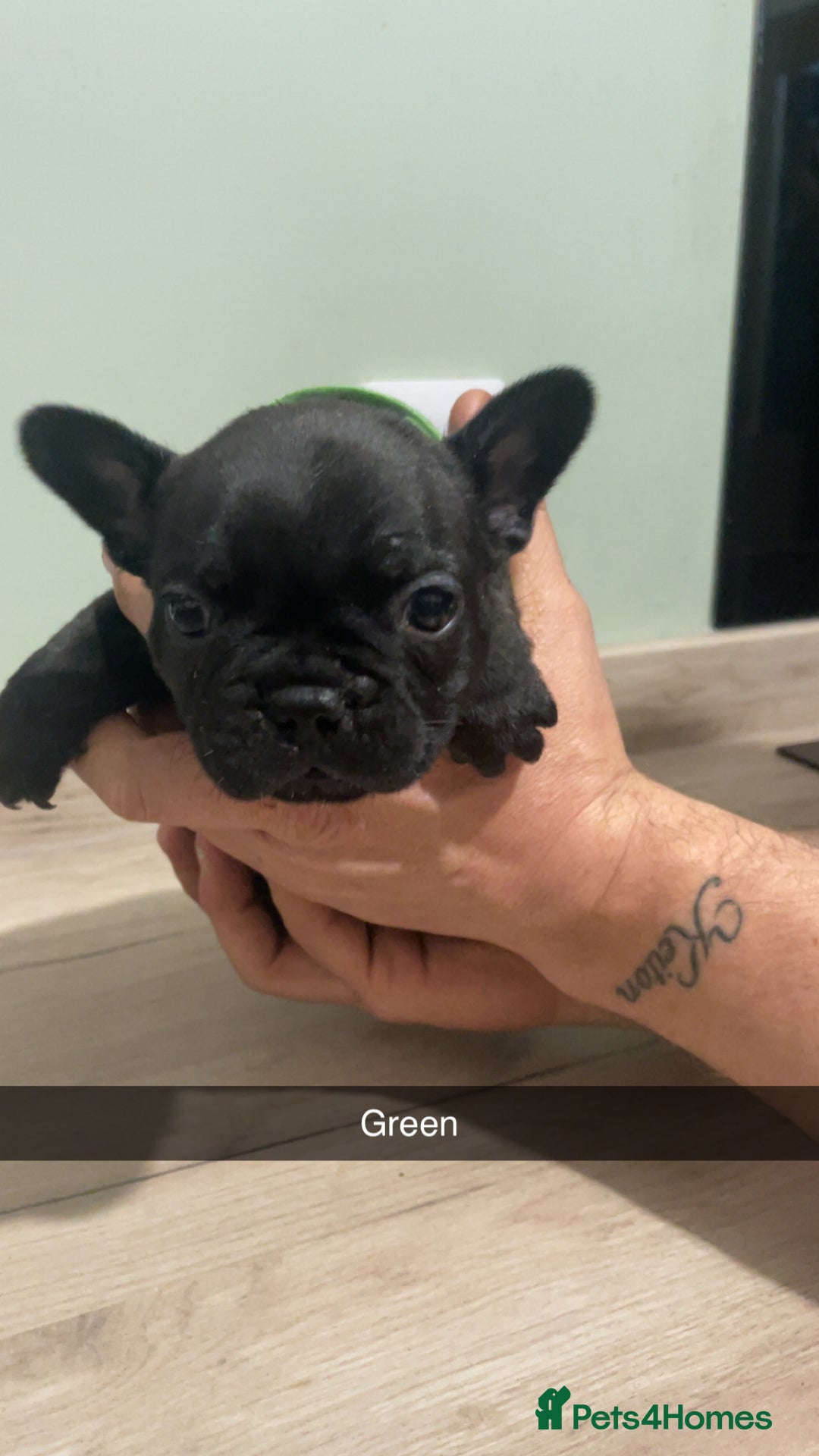French Bulldog dogs for sale: Frenchie cross  - Advert 5