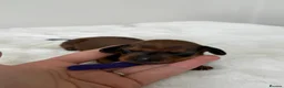 Dachshund dogs for sale: dachshund puppies For sale *1 BOY LEFT purplecol*  - Advert 29