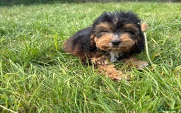 Cockapoo dogs for sale: Stunning F1 cockerpoo puppies - Image 19