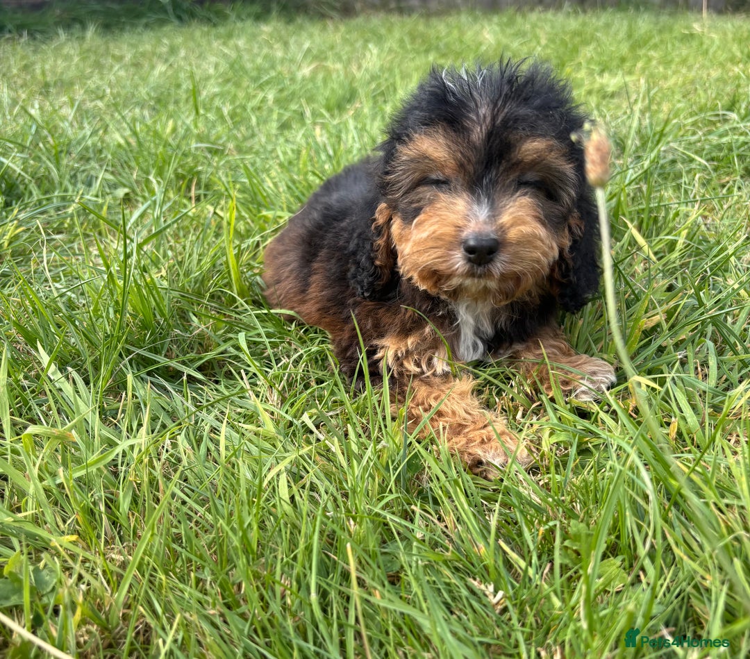 Cockapoo dogs for sale: Stunning F1 cockerpoo puppies - Image 19