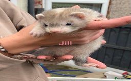 Ferret rodents for sale: Ferret kits and adults of va ages read descr  - Image 8