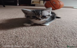 Mixed Breed cats for sale: Little kittens - Image 7