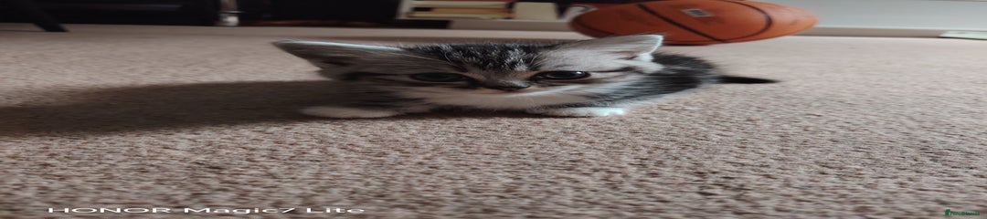 Mixed Breed Kitten 4