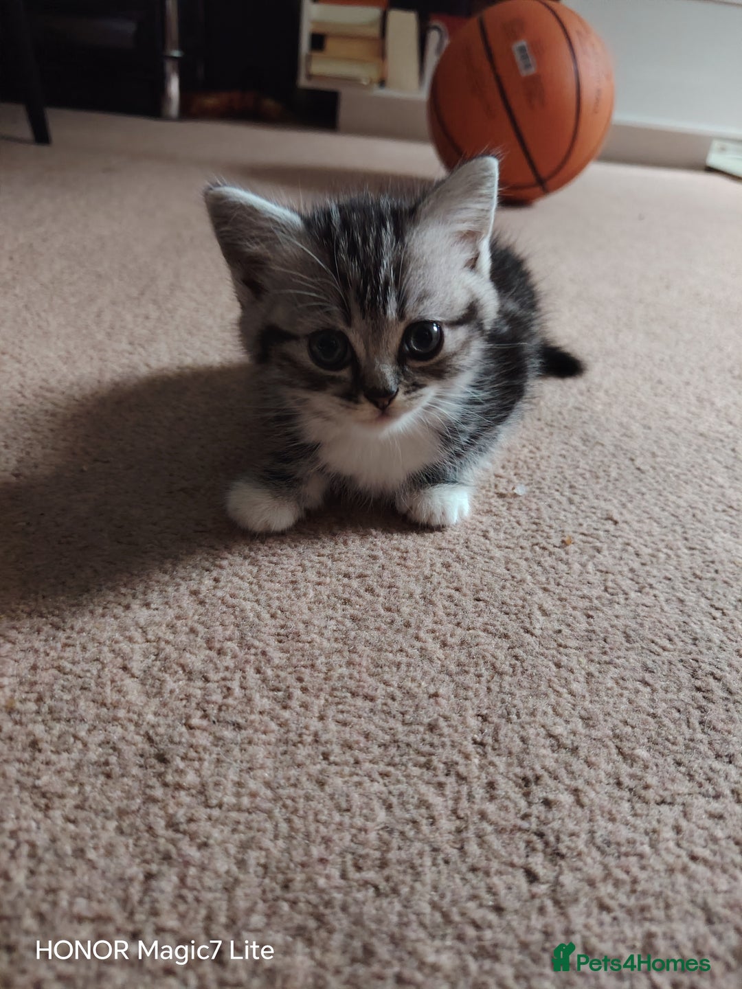 Mixed Breed cats for sale: Little kittens - Image 7