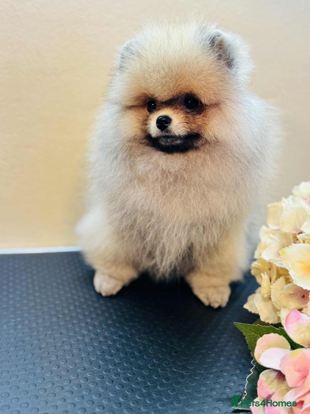 Pomeranian dogs for sale:  KC REGISTERED female - Image 10