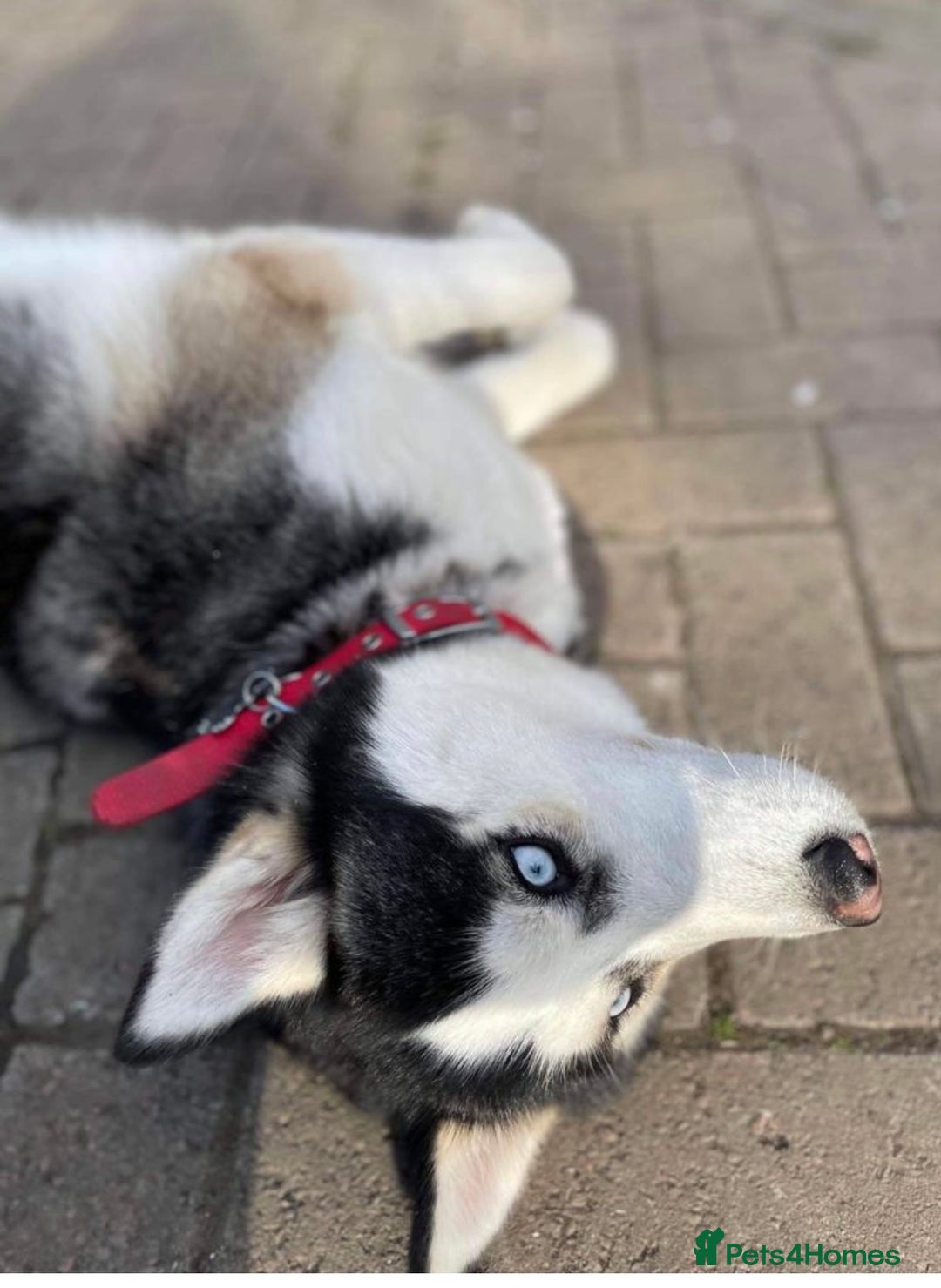 Siberian Husky dogs for sale: My beautiful Luna - Advert 5