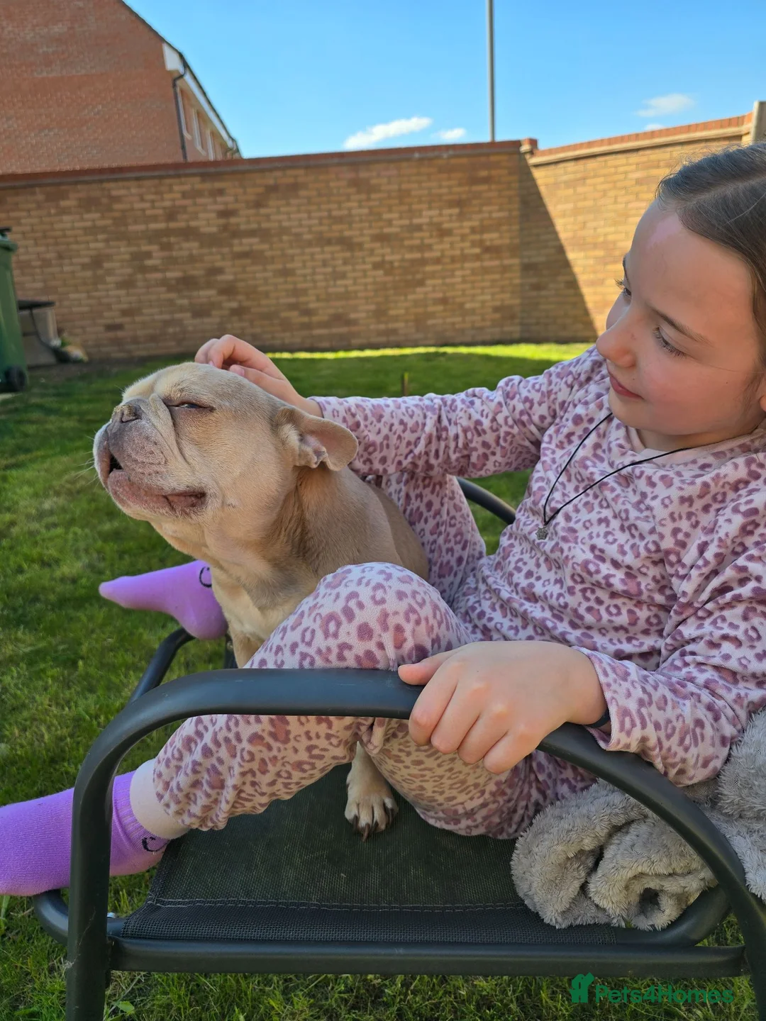 French Bulldog dogs for sale: New home needed - Advert 4