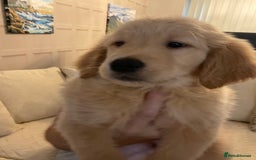 Golden Retriever dogs for sale: Ready Now Golden Retriever Puppies - Image 12