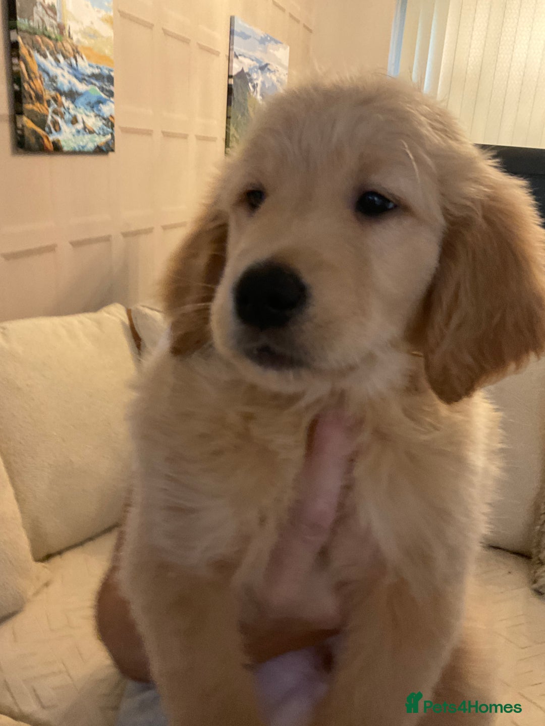 Golden Retriever dogs for sale: Ready Now Golden Retriever Puppies - Image 12
