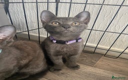 Russian Blue cats for sale: Russian blue kittens  - Image 7