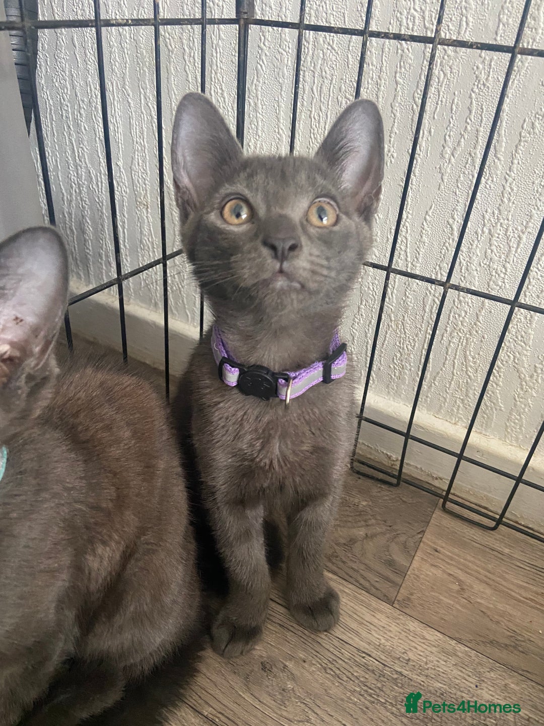 Russian Blue cats for sale: Russian blue kittens  - Image 7