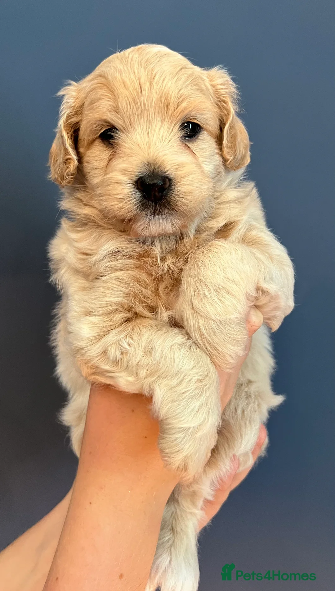 Maltipoo dogs for stud: Maltipoo Stud in Trowbridge - Advert 5