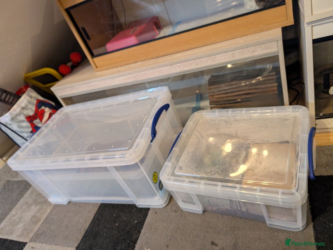 Python Snake reptiles for sale: 2 ball pythons for sale  - Advert 1