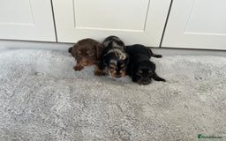 Dachshund dogs for sale: STANDARD LONGHAIR DACHSHUNDS - Image 2