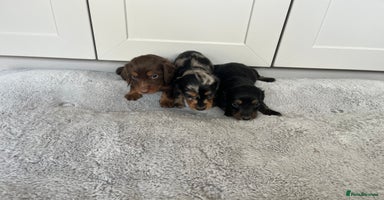 Dachshund dogs - Advert 9