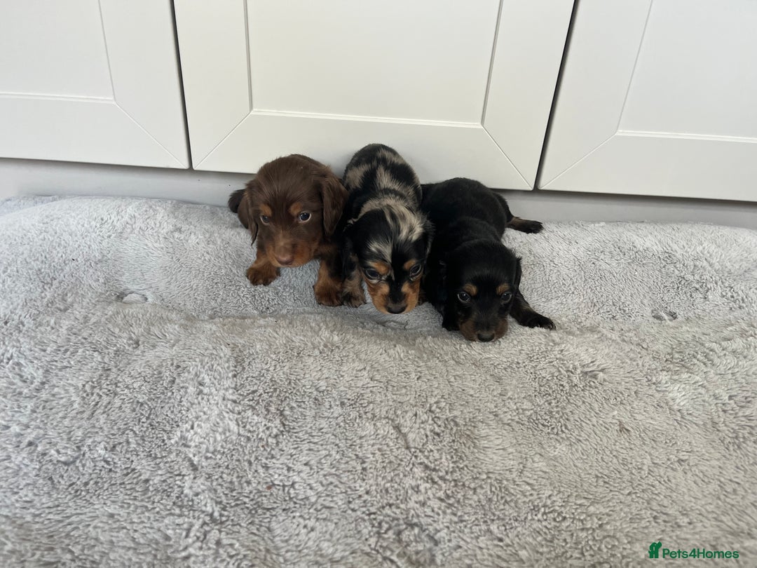 Dachshund dogs for sale: STANDARD LONGHAIR DACHSHUNDS - Image 2