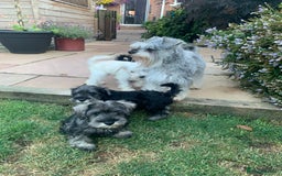 Miniature Schnauzer dogs for sale: *Ready Now* KC Miniature Schnauzers Fully Vacs - Image 13