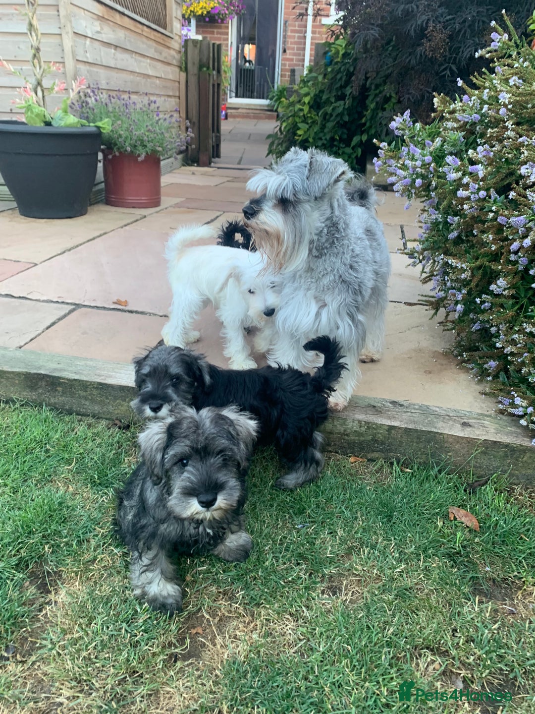 Miniature Schnauzer dogs for sale: *Ready Now* KC Miniature Schnauzers Fully Vacs - Image 13