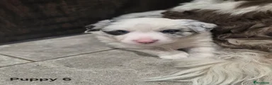 Border Collie Puppy 6
