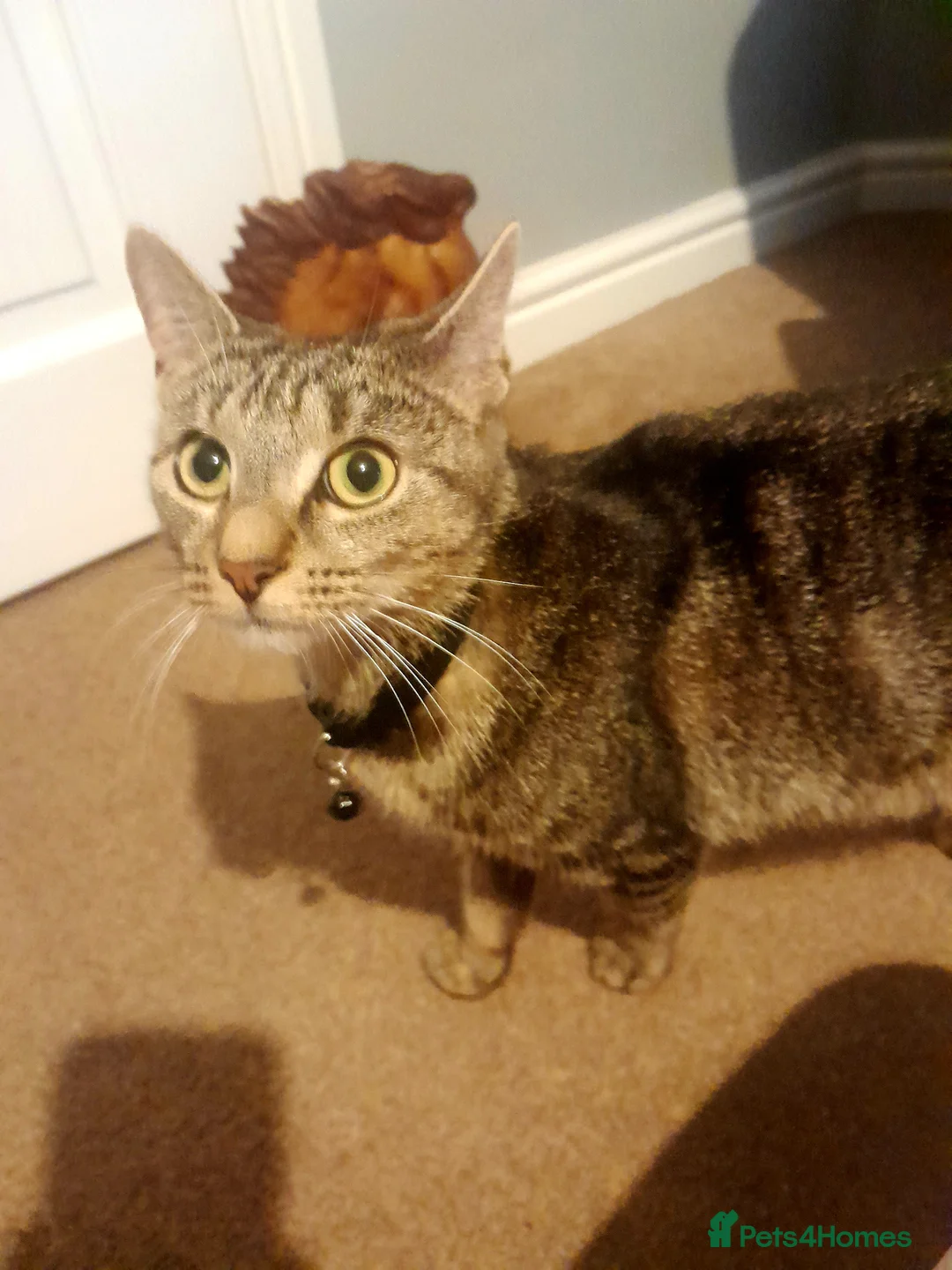 British Shorthair cats for sale: Beautiful kitty's for sale in Swansea - Advert 7