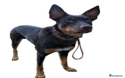 Mixed Breed dogs for sale: Working Australian Kelpie x Chinese Red Dog Pups - Image 7