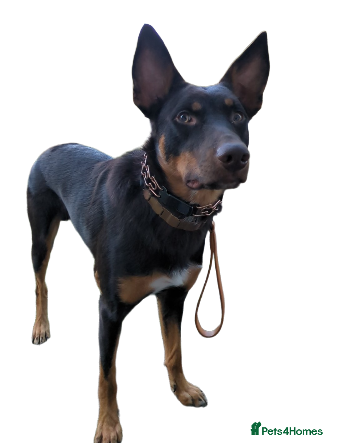 Mixed Breed dogs for sale: Working Australian Kelpie x Chinese Red Dog Pups - Image 7