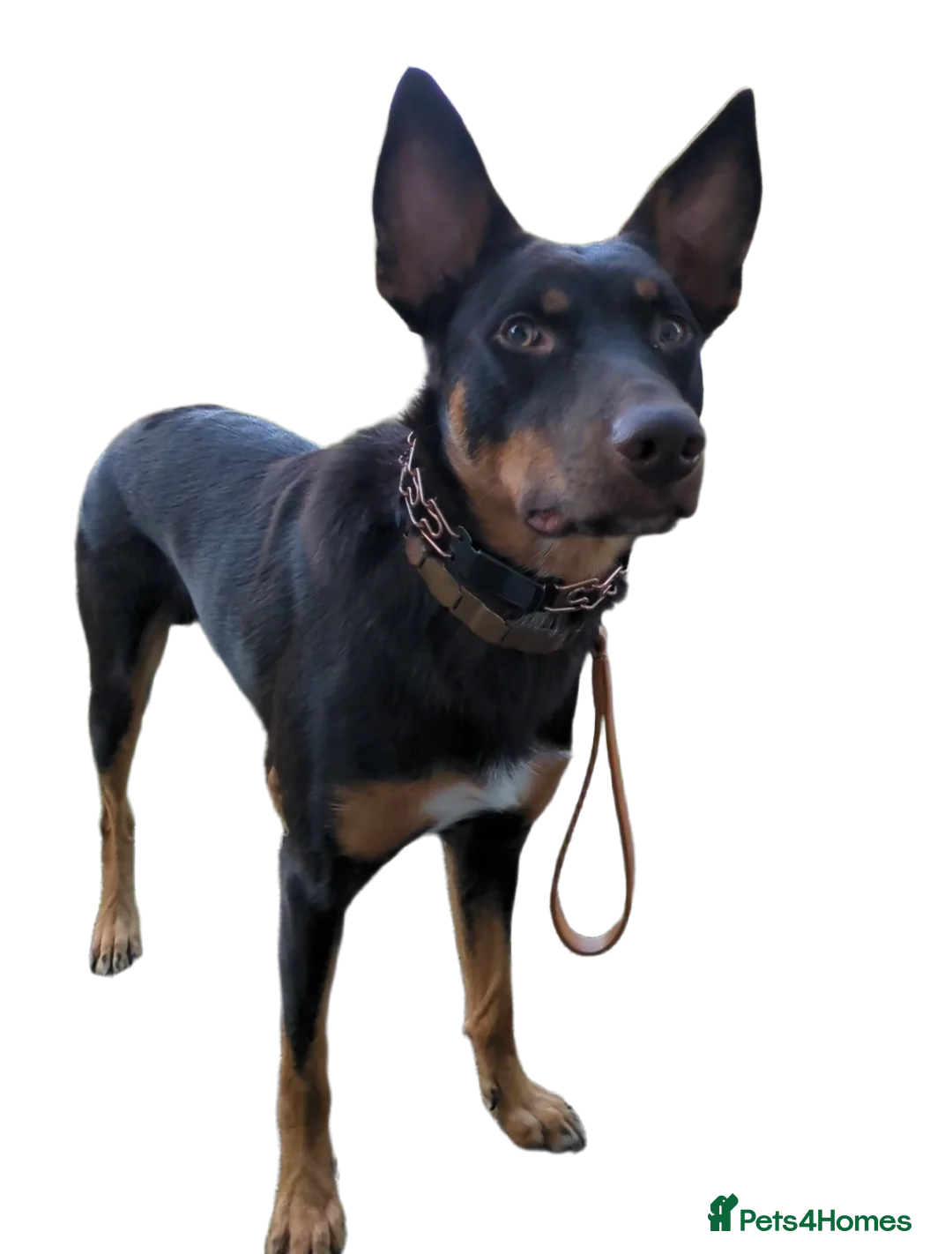 Mixed Breed dogs for sale: 2 Boys🐕🐾Kelpie x Chinese Red Dog - Advert 11