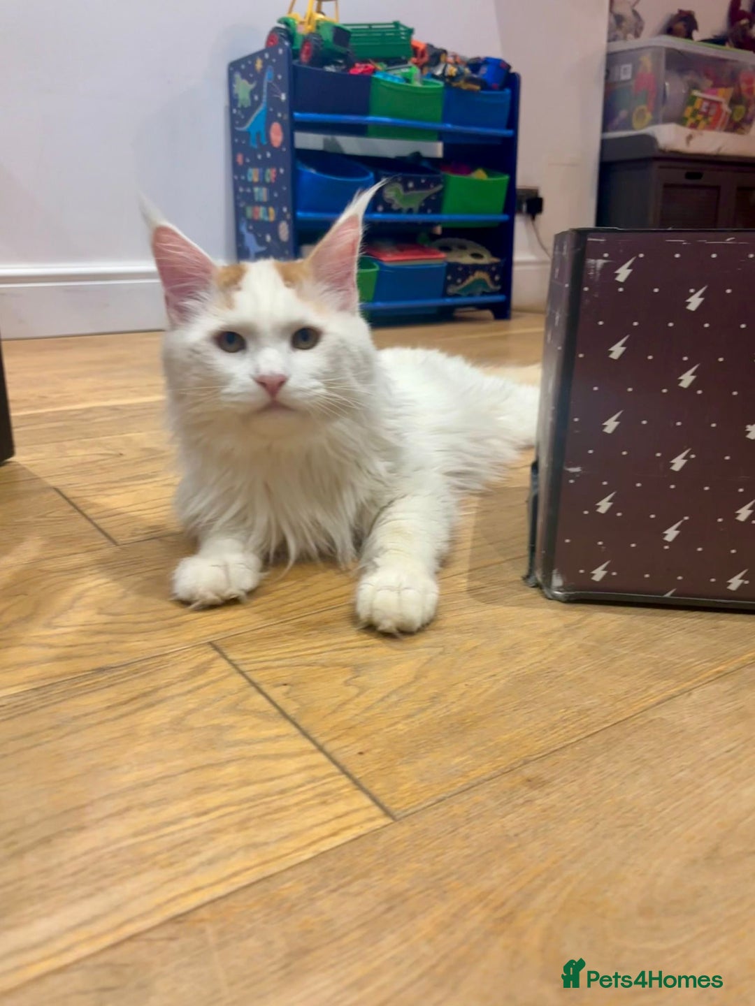 Maine Coon cats for adoption: 12 months old male - Advert 1