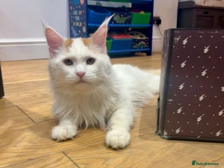 Maine Coon cats 12 months old male - Advert 2