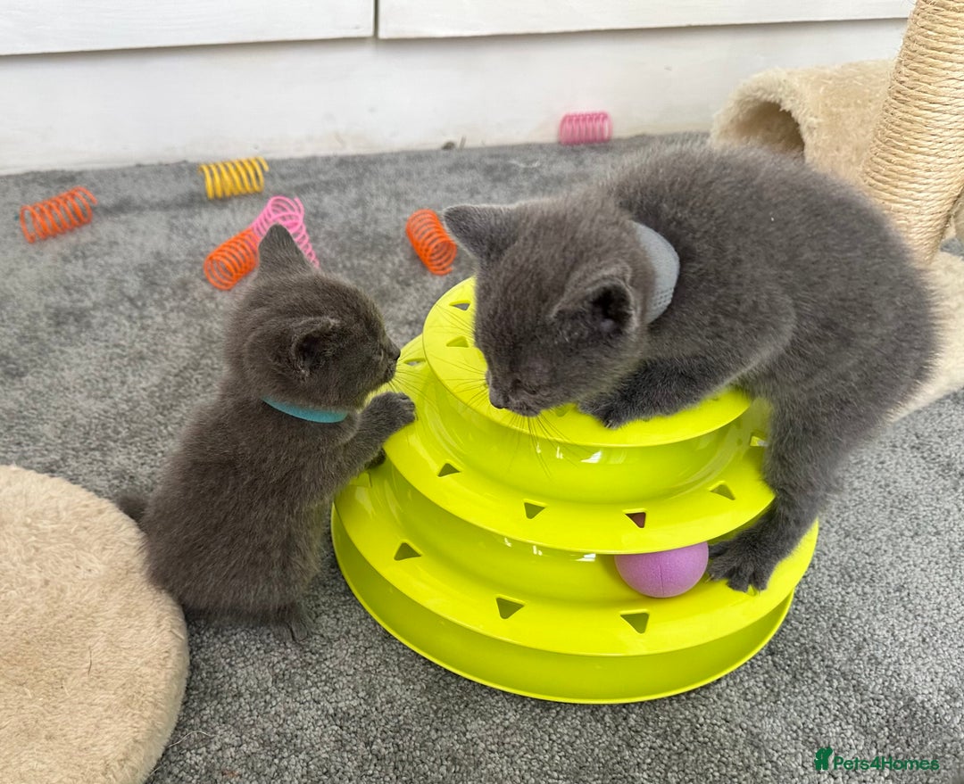 Russian Blue cats for sale: Russian Blue Kittens  - Advert 19