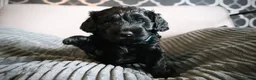 Cockapoo dogs for sale: F1B Cockapoo Puppies - Advert 4