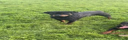 Rottweiler dogs for sale: BEAUTIFUL ROTTWEILER PUPPIES - Advert 9